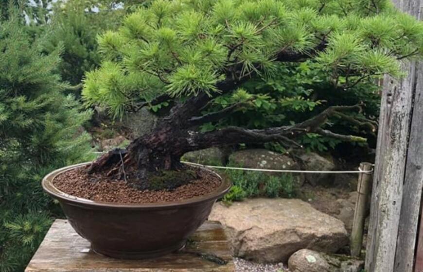 Japoniškame sode - bonsai azalijų žydėjimas