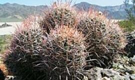 Kaktusas - universalus vaistingasis augalas