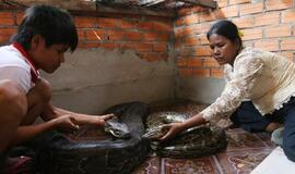 Kambodža: simboliškai sutuokti du pitonai