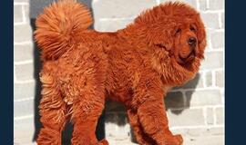 Brangiausias pasaulyje šuo - raudonasis Tibeto mastifas