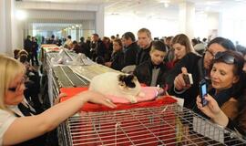 Klaipėdoje vyksta tarptautinė kačių paroda