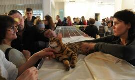 Klaipėdoje - tarptautinė kačių paroda