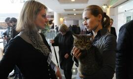 Klaipėdoje - tarptautinė kačių paroda