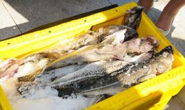 Tarptautinę žvejų dieną  - šviežia žuvis