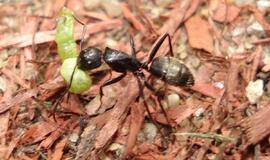 Neringiškius puola skruzdės