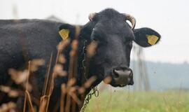Trakų rajone iš srutų duobės ištraukta karvė