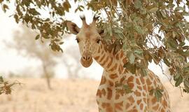 Žirafų kailiukas išduoda gyvūno amžių