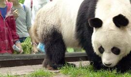 Berlyno zoologijos sode nugaišo lankytojų numylėtinė panda Bao Bao