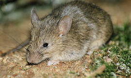 Gyventojų ramybę drumsčia pelių ir žiurkių antplūdis