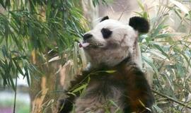 Didžiųjų pandų kraujyje – veiksmingas antibiotikas