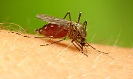Klaipėdietis į Lietuvą sugrįžo užsikrėtęs maliarija