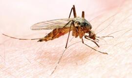 Lietuvoje šiemet užregistruotas jau penktas įvežtinės maliarijos atvejis
