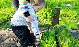 Kaip sudominti vaikus daržo lysvėmis? Suteikite laisvę!
