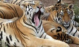 Pirmą kartą per daugiau nei šimtą metų auga laukinių tigrų populiacija