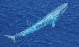 Dėl „Mėlynojo banginio“ - penki ikiteisminiai tyrimai