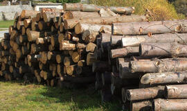 Po urėdijų reformos perdirbėjai revoliucijos medienos prekyboje nelaukia, nori pažaboti žaliavos eksportą