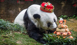 Nugaišo seniausia pasaulio panda - jai buvo 37-eri