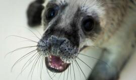 Jūrų muziejus slaugo 14 ruoniukų