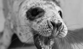Jūrų muziejus slaugo 14 ruoniukų