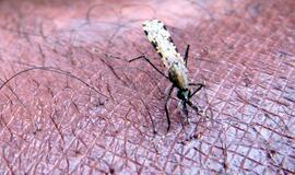 Reta sėkmės istorija: Paragvajuje išnaikinta maliarija
