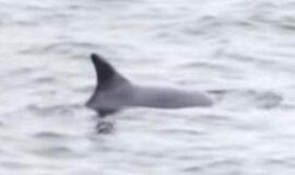 Baltijos jūroje pastebėtas delfinas