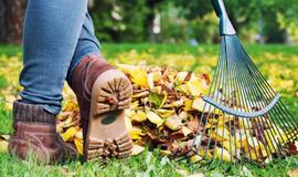 Ar rudenį sugrėbti lapus yra būtina?