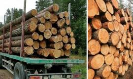 Vyriausybė palaimino prieštaringai vertinamą naują medienos pardavimo tvarką