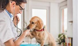 Ašaras kasdien matanti veterinarė: skaudžią pamoką žmonės išmoksta per vėlai