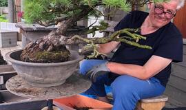 Japoniškame sode - bonsai azalijų žydėjimas
