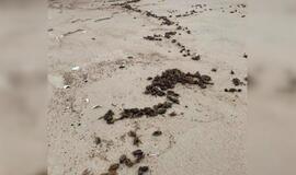 Neringos paplūdimį nusėjo negyvi karkvabaliai