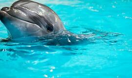 Pasimatymai su delfinais padovanoti dar 15-kai šeimų