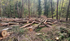 Nepasitenkinimas miškų politika Lietuvoje pasiekė neregėtą lygį: gyventojai skundžiasi dėl šalia gyvenviečių kertamų medynų
