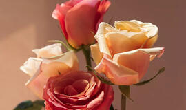 Rožių žiedlapių aliejus yra retai naudojamas ingredientas, kurio privalumus vertėtų žinoti