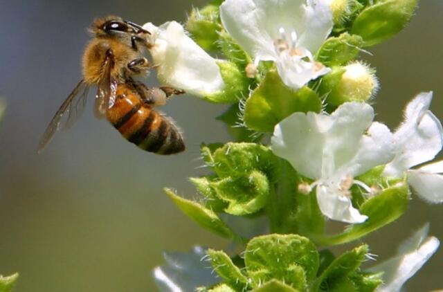 Apie bičių gyvenimą (3)