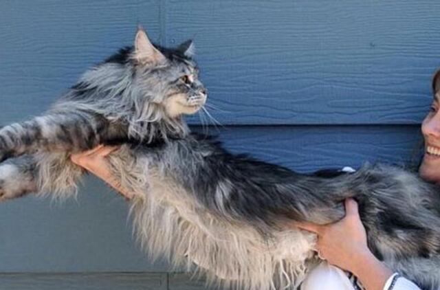 Ilgiausias pasaulyje naminis katinas - Meino meškėnas