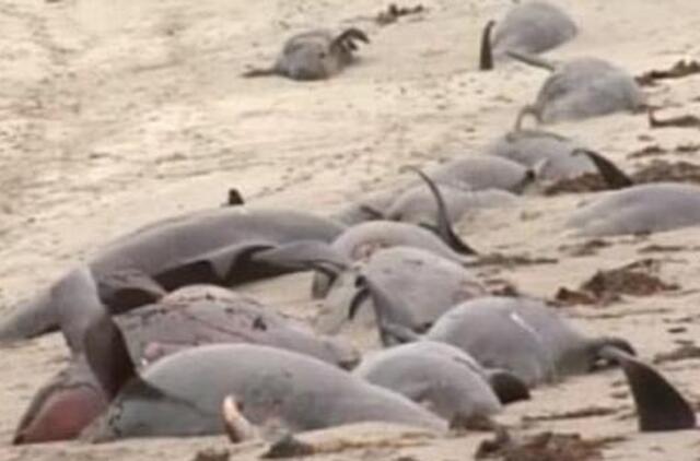 Prie Airijos krantų 33 banginiai išplaukė į sausumą ir nugaišo
