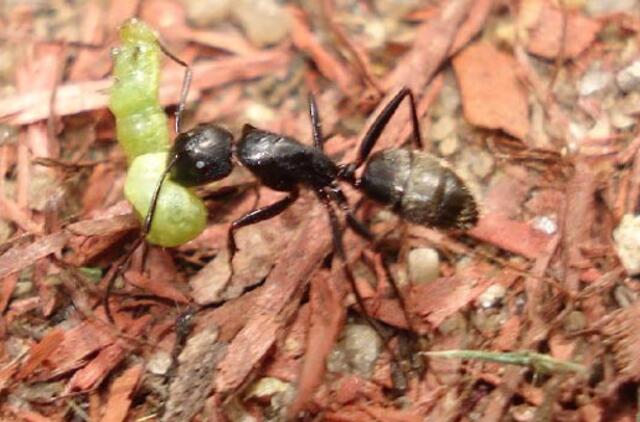 Neringiškius puola skruzdės