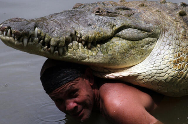 Nugaišo Kosta Rikos garsenybė - krokodilas Počas