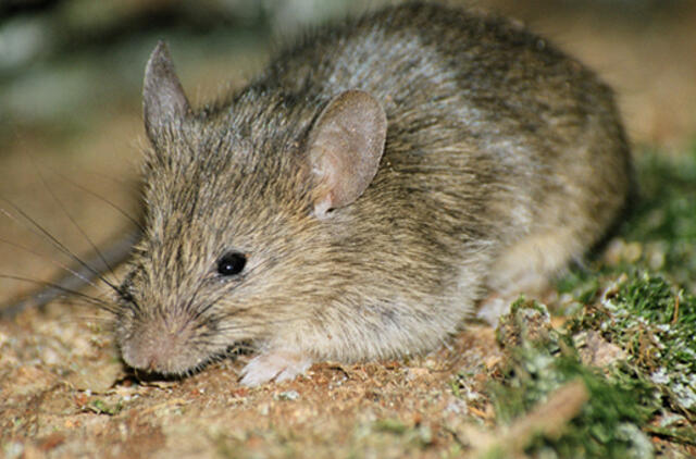 Gyventojų ramybę drumsčia pelių ir žiurkių antplūdis