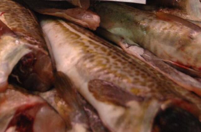 Baltijos jūroje vasarą bus leidžiama žvejoti menkes