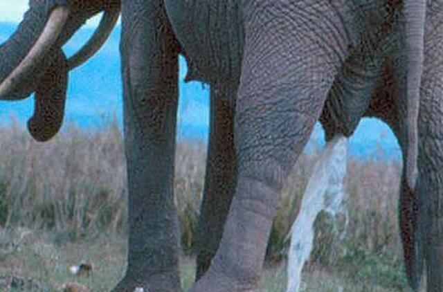 Šlapinimosi dėsnis: kad ir koks didelis būtų dramblys, jis šlapinasi ne ilgiau už ožką ar šunį (video)