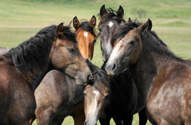 Olandijoje - naujas skandalas del arklienos naudojimo