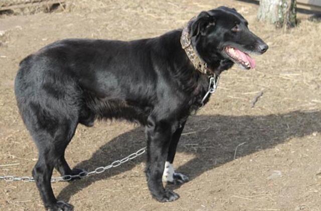 Labrenciškėse rastas juodas šuo