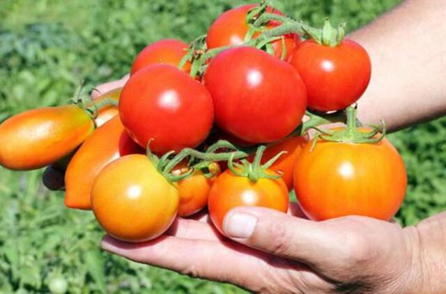 Pomidorai pagerina kraujagyslių funkcijas širdies ligomis sergantiems pacientams
