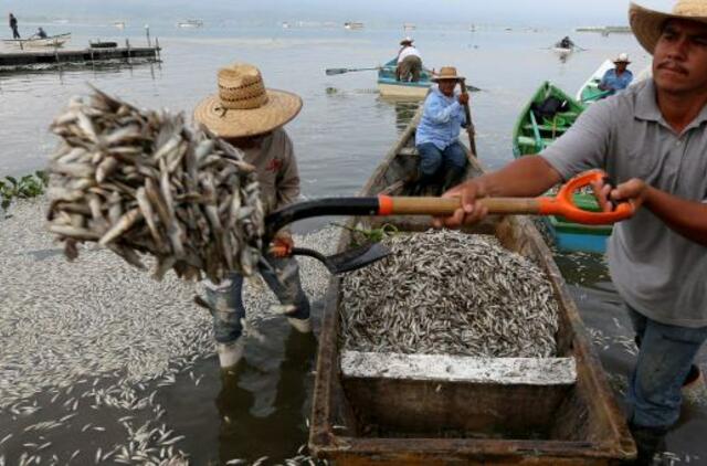 Į Meksikos krantą išplauta šimtai tūkstančių negyvų žuvų