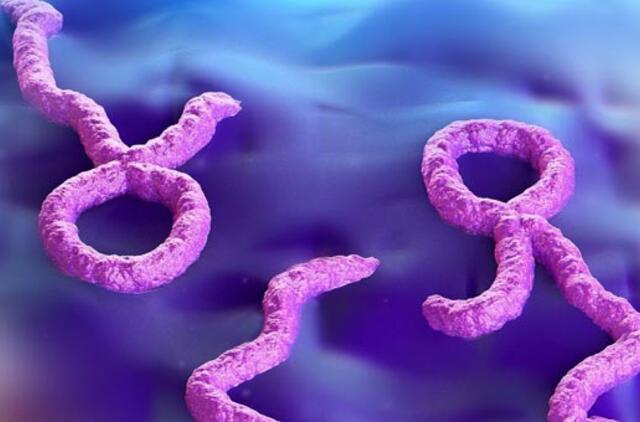 Įspėjama, kad iki lapkričio Ebolos infekcijų skaičius gali patrigubėti