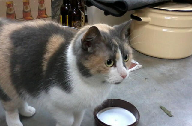 Pasiklydusi trispalvė katė ieško namų