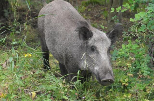 Švenčionių rajone sumedžioti du afrikiniu kiaulių maru užkrėsti šernai