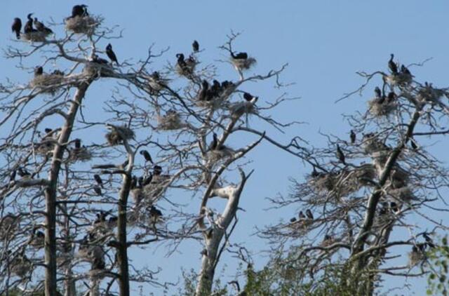 Lietuvoje sumažėjo perinčių kormoranų