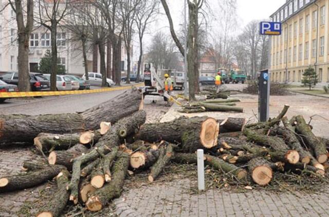 Siūlo atsakingiau kirsti nereikalingus medžius